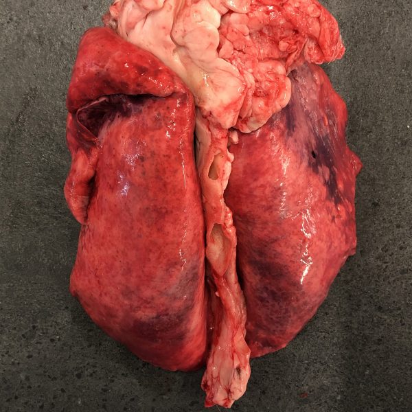 Goat Lungs